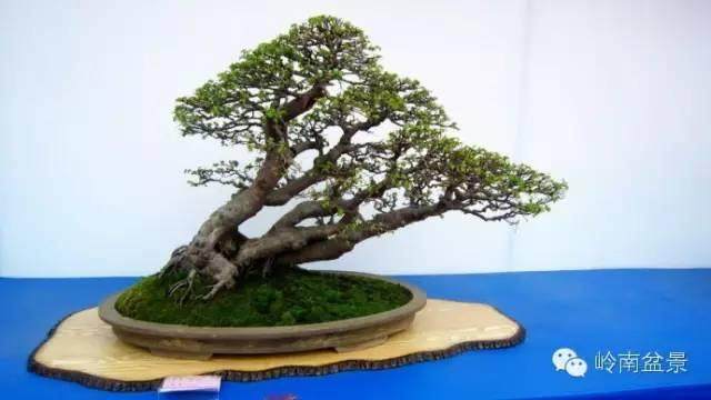 经常会有人会问 盆景这么漂亮 可以卖多少钱？