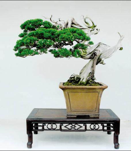 盆景制作中的剪扎接雕