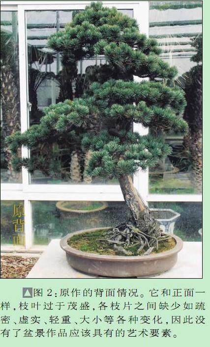图解 黄国安演示五针松盆景怎么制作