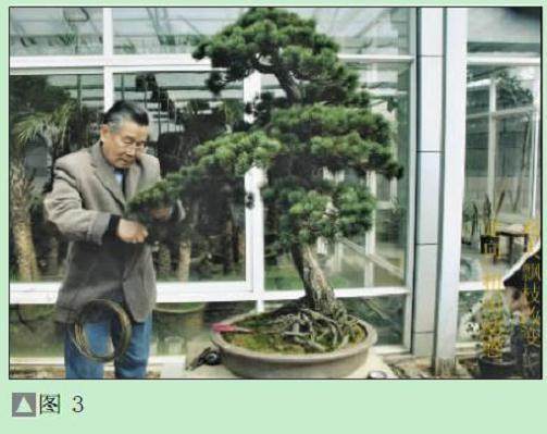 图解 黄国安演示五针松盆景怎么制作