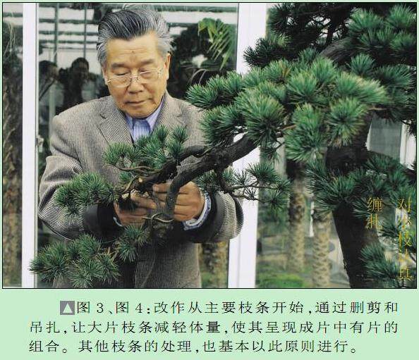 图解 黄国安演示五针松盆景怎么制作