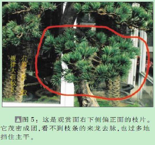 图解 黄国安演示五针松盆景怎么制作