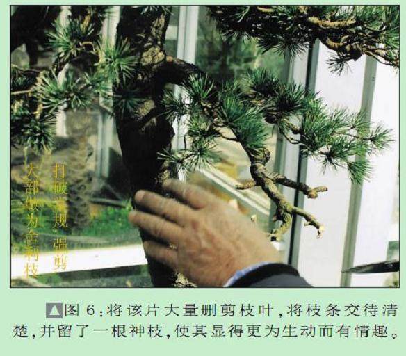 图解 黄国安演示五针松盆景怎么制作
