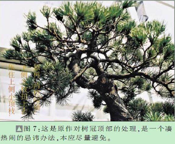图解 黄国安演示五针松盆景怎么制作