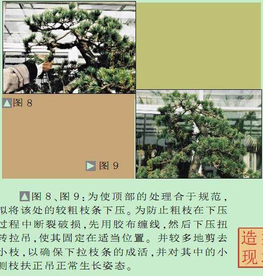 图解 黄国安演示五针松盆景怎么制作