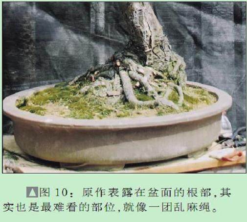 图解 黄国安演示五针松盆景怎么制作