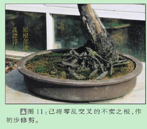 图解 黄国安演示五针松盆景怎么制作
