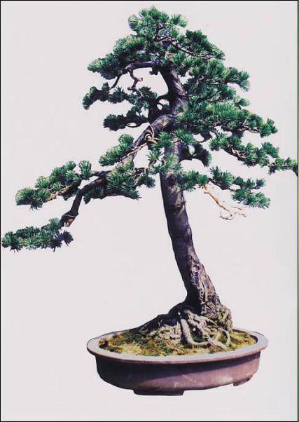 黄国安演示五针松盆景的制作