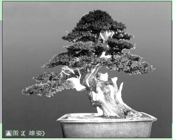 这是我老公提高自己盆景水准的一种方法