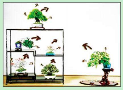 盆景展示中要体现自然平衡感觉