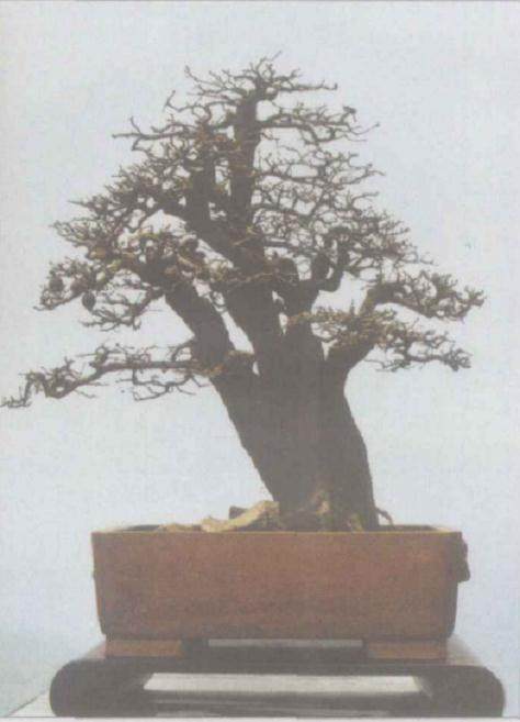 南京现有私人盆景园近30个 占地面积多则百亩