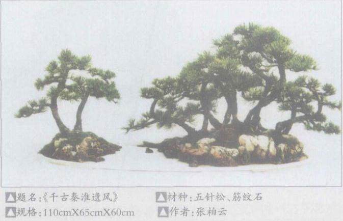 南京现有私人盆景园近30个 占地面积多则百亩