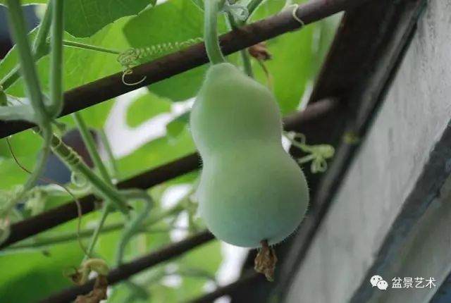 盆栽葫芦的培育方法