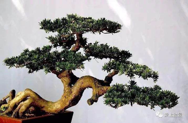 2012年的评定标准 树木盆景的具体规格
