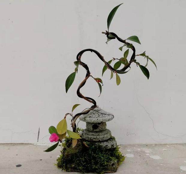 “盆景+科研” 绽放茶花盆景第一春