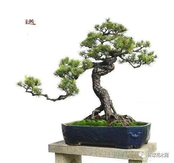 新人制作盆景的心理历程——时间的煎熬