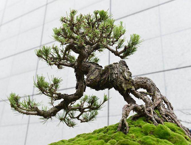 常州建设&ldquo;海峡两岸盆景大世界&rdquo;