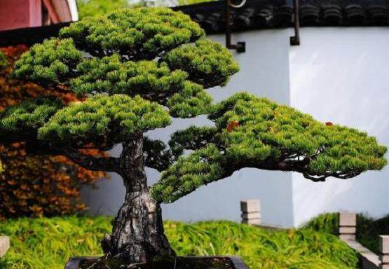 漫步在铭鼎盆景园 犹如来到一个盆景大世界