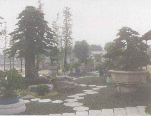 鲍家盆景园于1993年创建 位于杭州市北面