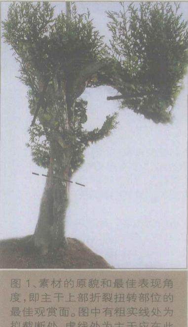 如何将桧柏盆景的主干缩短来突显舍利之美？
