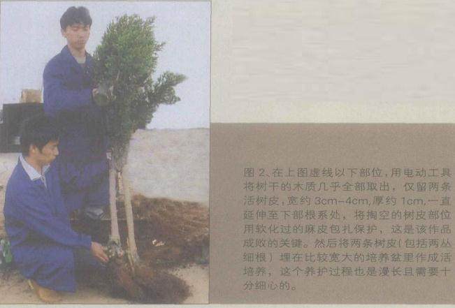 图解 桧柏盆景怎么缩短主干来突显舍利美