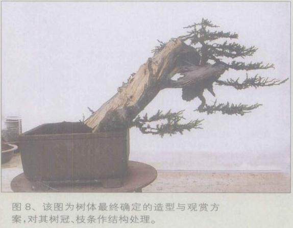 图解 桧柏盆景怎么缩短主干来突显舍利美