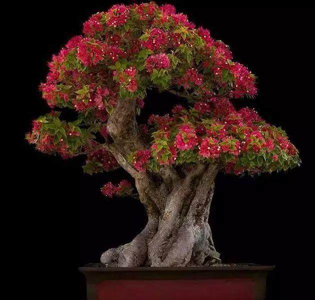 我建议将贵刊&ldquo;盆景赏石&rdquo;的出版时间适当提前