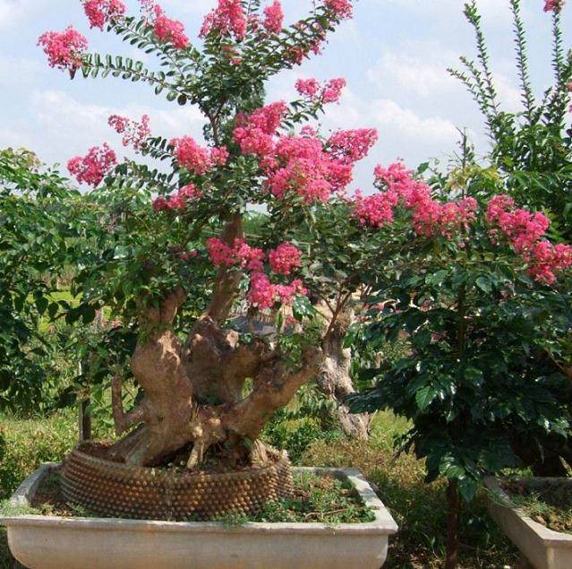 请问如何使紫薇老桩盆景的偏枝发新芽?