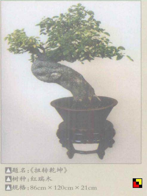 红瑞木盆景的制作经过与体会与读者交流
