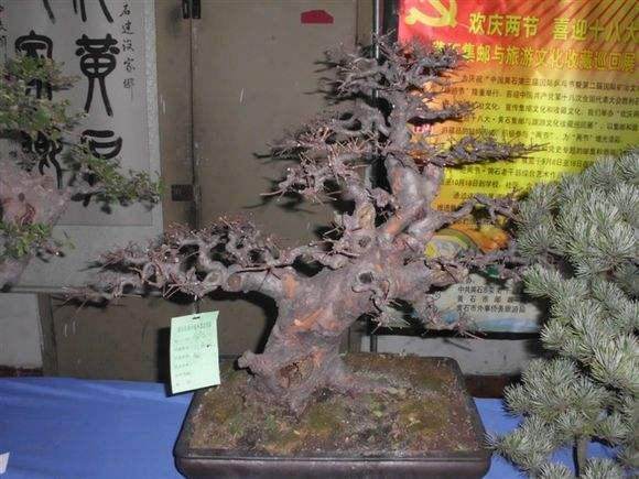 湖北黄石举办花木盆景赏石博览会