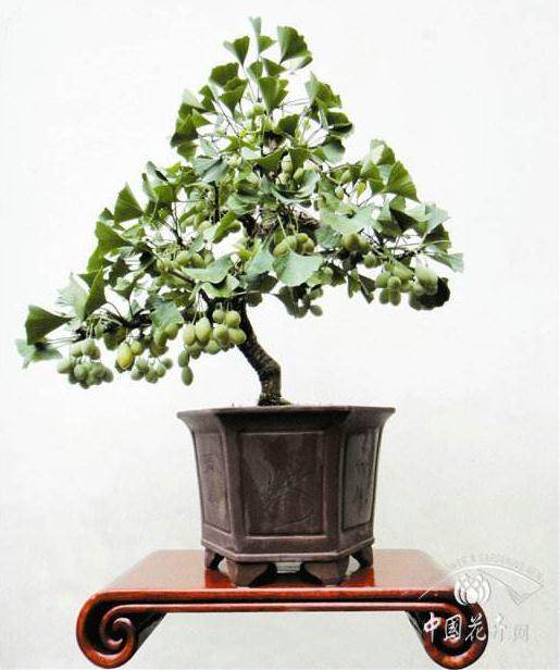 湖南岳阳举办第四届盆景展览