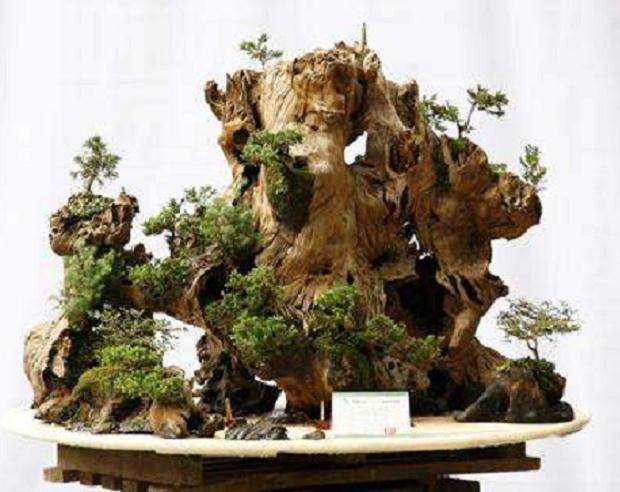 第五届中州盆景大赛在河南潢川举行