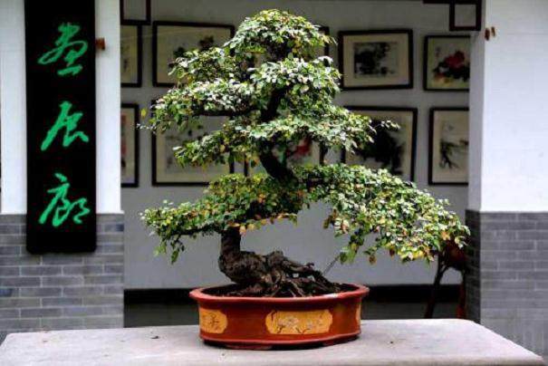 四川成都举办根雕盆景书画艺术展