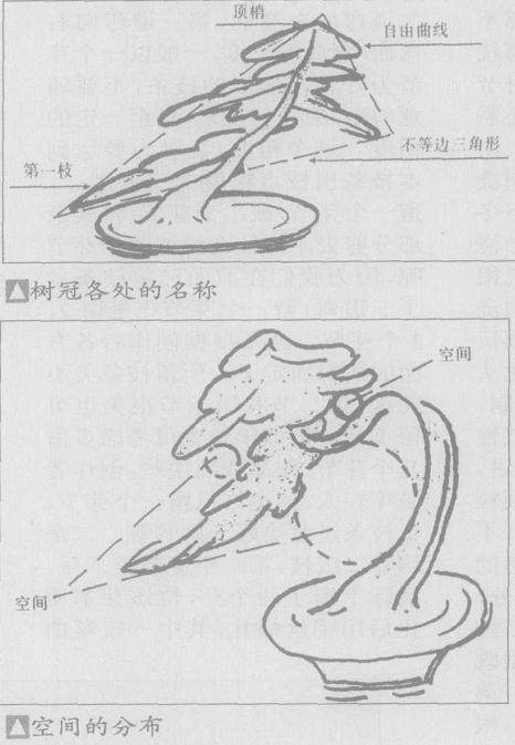 如何对树木盆景的忌枝采取好的处理方法?