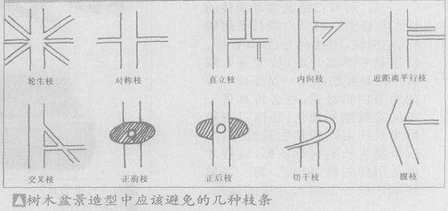 如何对树木盆景的忌枝采取好的处理方法?
