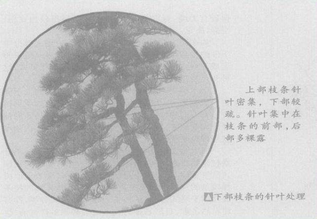 如何对树木盆景的忌枝采取好的处理方法?