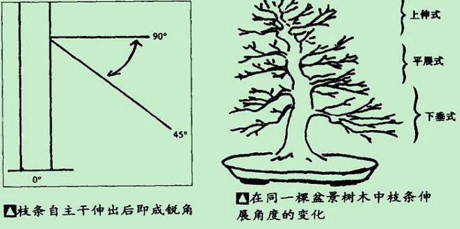 如何对树木盆景的忌枝采取好的处理方法?