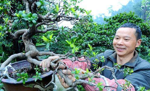 南山盆景集散交易平台 预计年利润高达1000万元以上