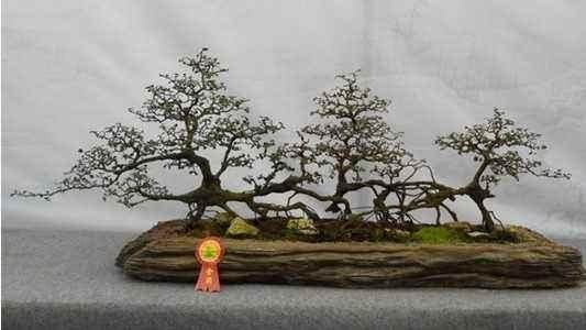 2016中国湖南张家界国际森林保护节10月18日举行