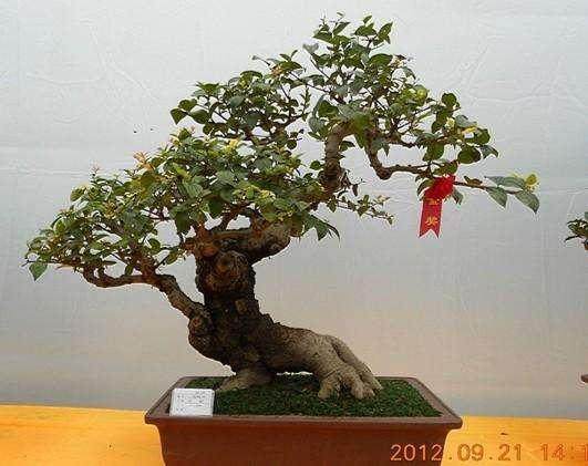 安徽省第三届盆景艺术精品暨奇石、根雕展