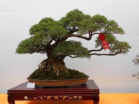 2017张家界第二届武陵盆景