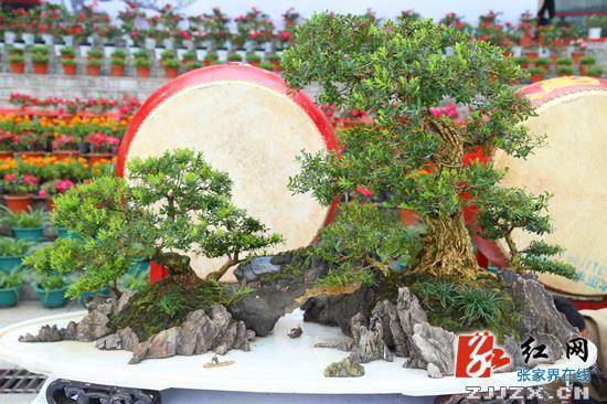 《琼楼金果》获2009年第二届湖南盆景展览会金奖