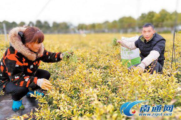 如皋去年花木盆景产业产值突破200亿元