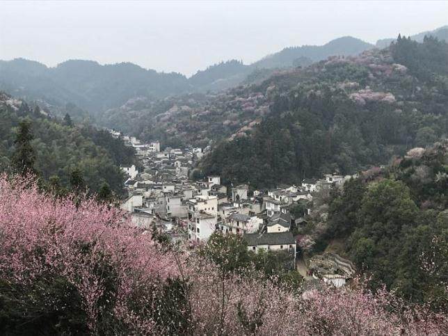 近二十年来,卖花渔村盆景产业发展迅猛