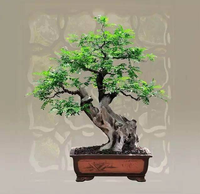 2017年 通海县盆景总产值接近1亿元