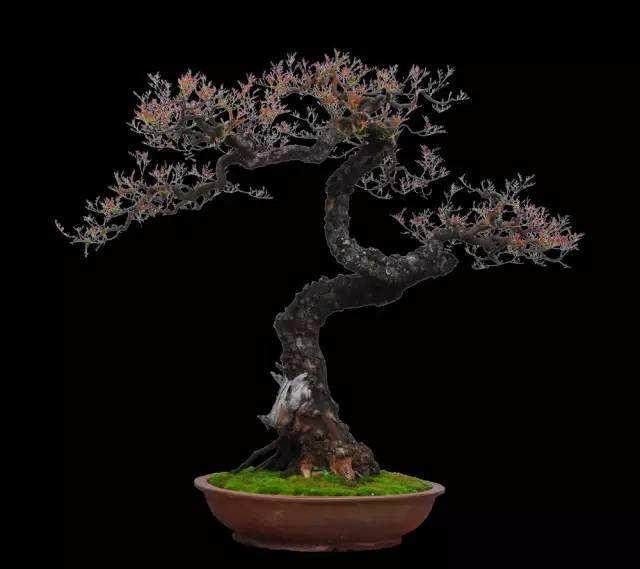 如皋市统一实施花木盆景自产自销定点开票服务