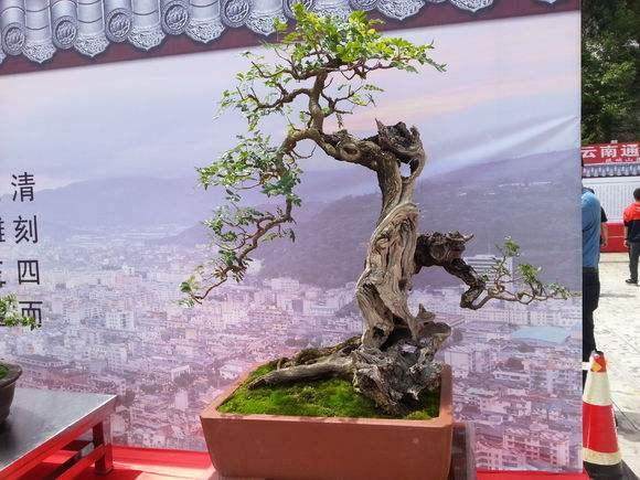 春分时节即将到来 平时人少的盆景园也逐渐热闹起来