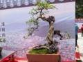 春季平时人少的盆景园也逐渐热闹起来