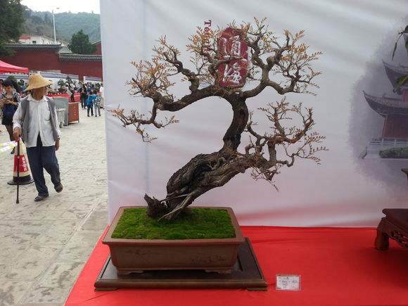 打造腊梅盆景基地 让村民们创富增收