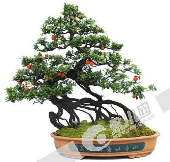 关于打造中国·永川—金弹子盆景艺术之乡的建议